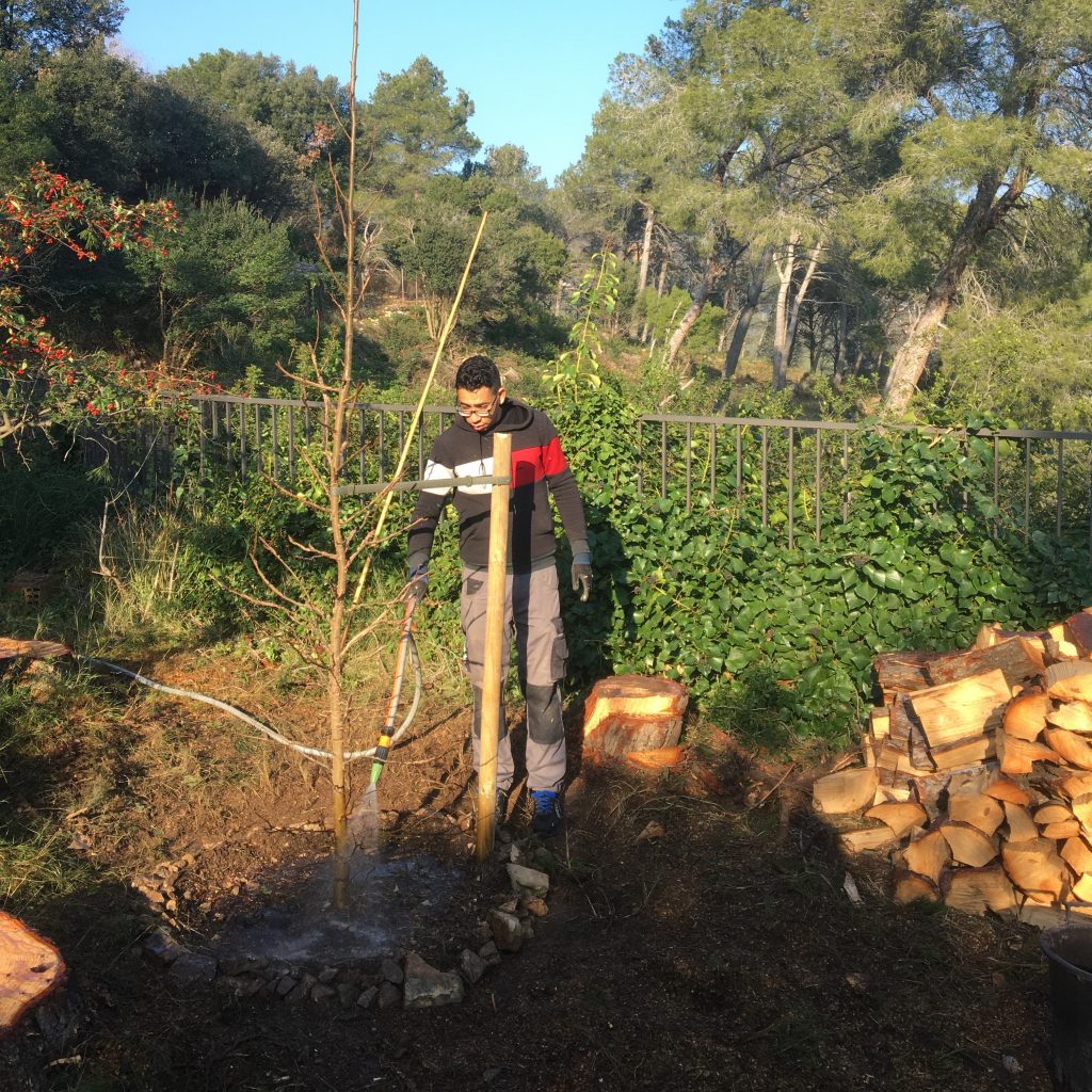 Plantación árboles Vallirana
