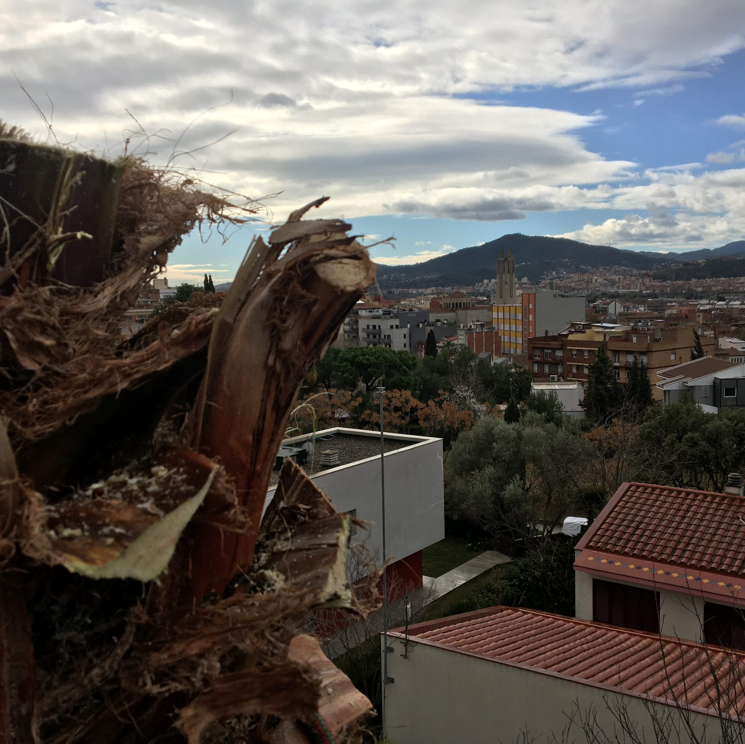 Tala de palmera Molins de Rei
