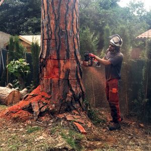 tala controlada de pino en sant cugat