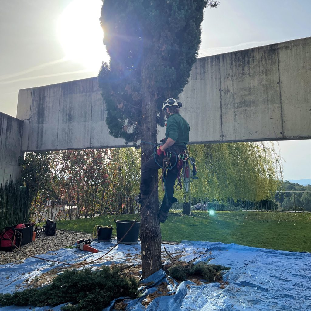 Tala de árbol ciprés en Matadepera