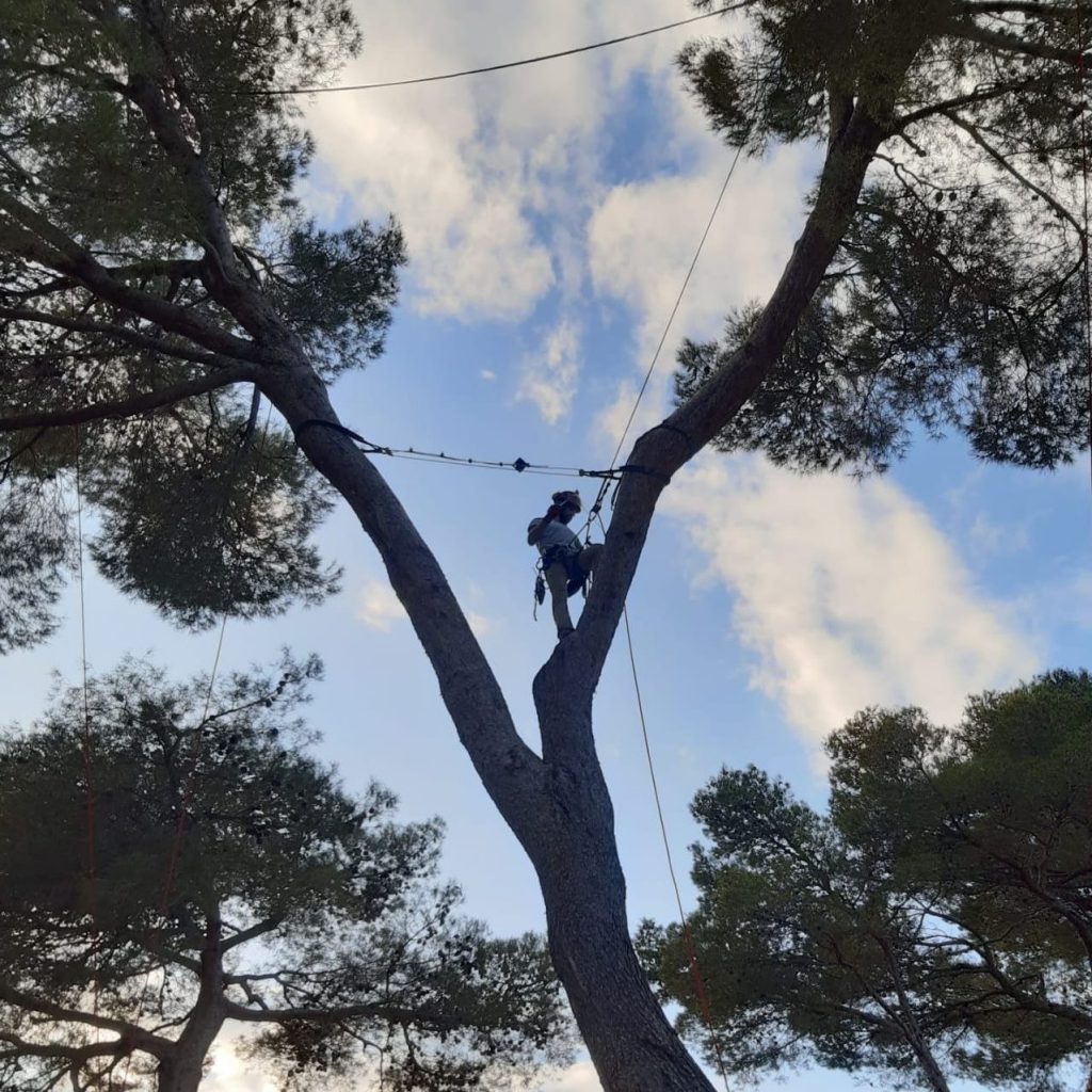 sustentació artificial arbre
