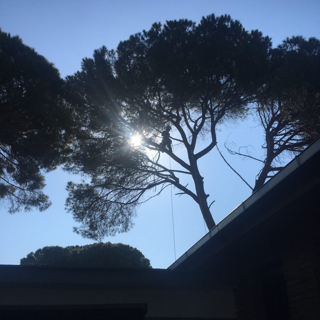 Poda de pinos sant cugat