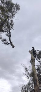 Tala-eucalyptus-1