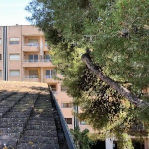 poda de pinos
