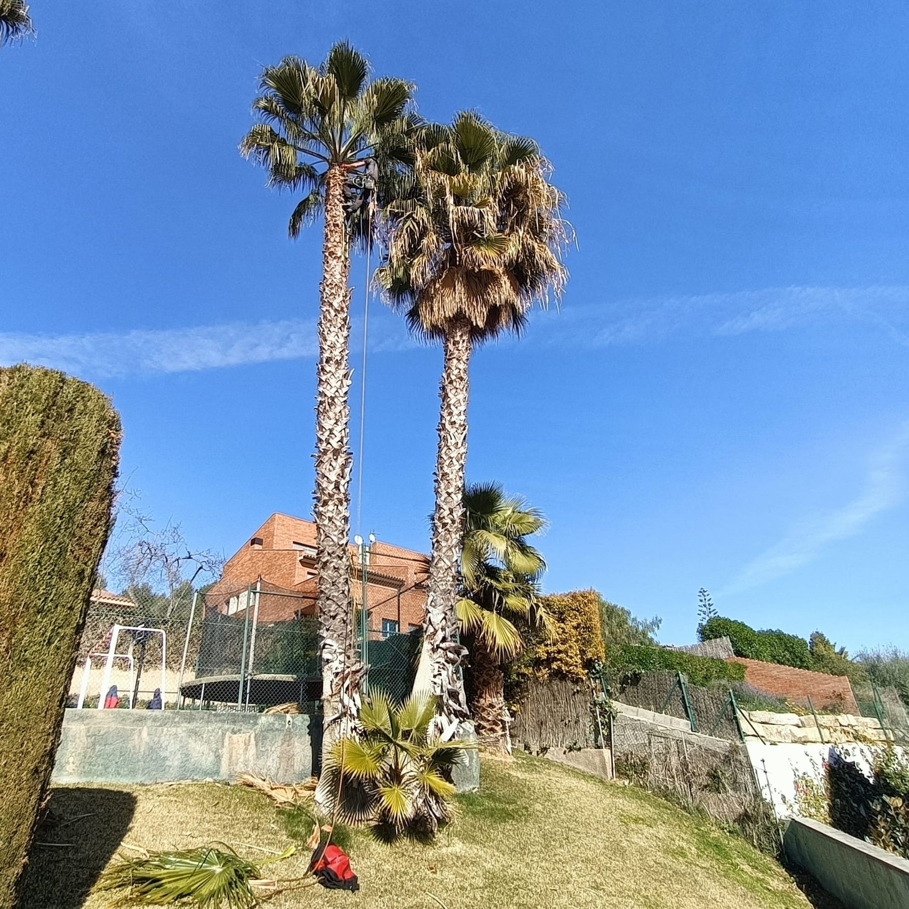 poda de palmera en sant just