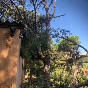 Tala de pi, Gavà