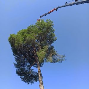 Tala pino con grúa, Montornés