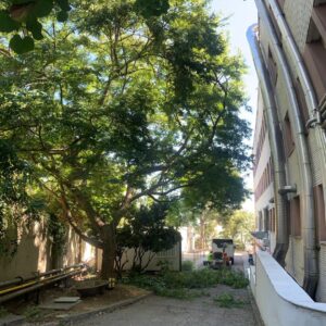Poda tipuana, barcelona