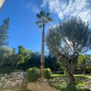 poda palmera Cervelló