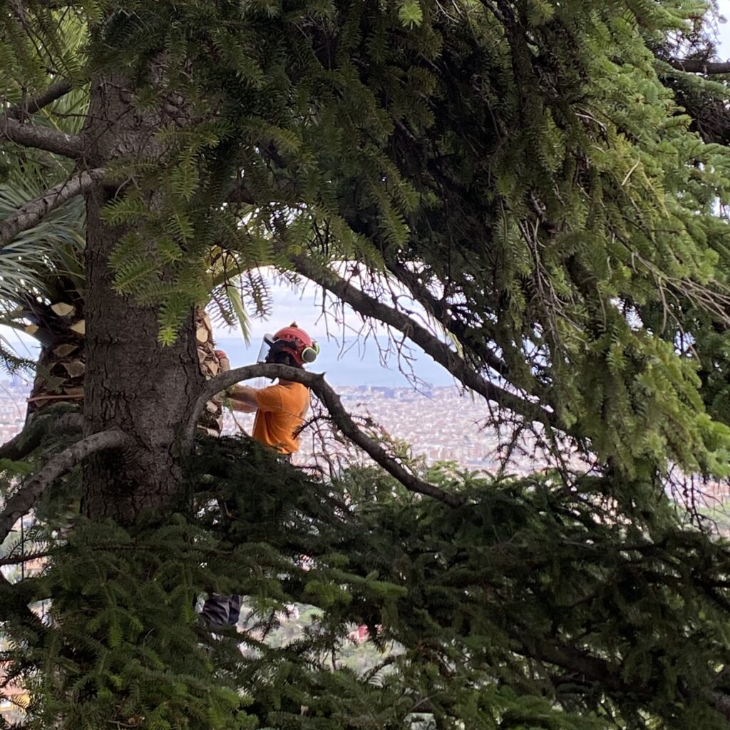 poda d'arbres i palmeres
