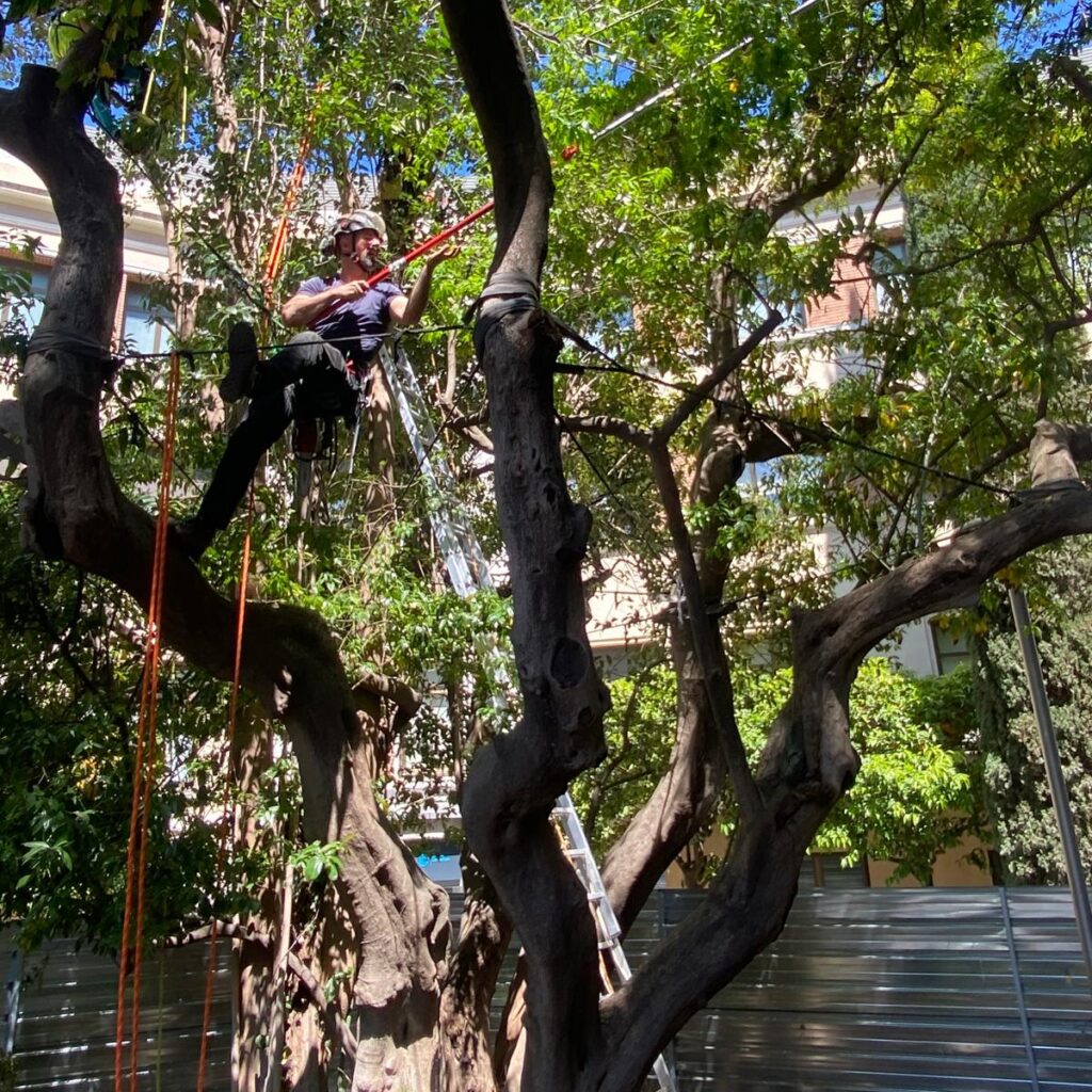 poda arbres Barcelona