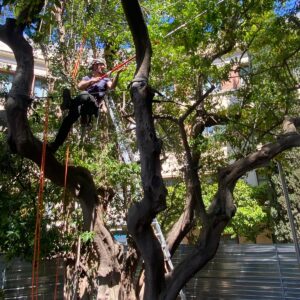 poda arbres Barcelona