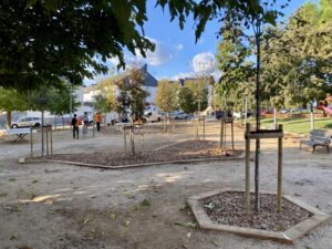 Plantació arbrat urbà