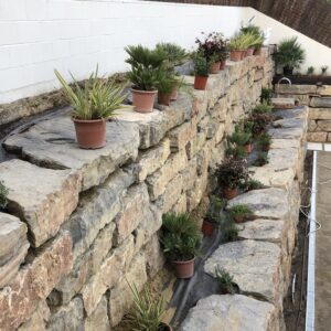 Selecció botànica de plantes per a plantació del jardí i disseny