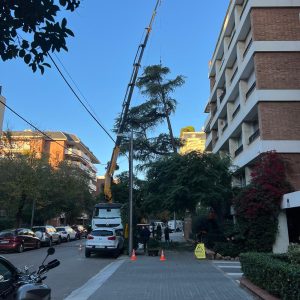 Assessorament, informe i tala cedre Barcelona