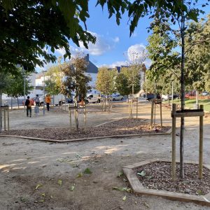 Plantació arbrat urbà