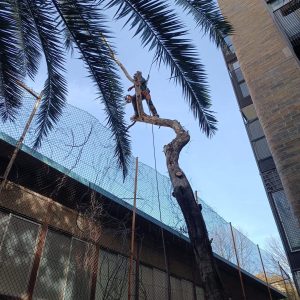 Tala exemplars secs, escola Castelldefels