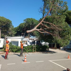 Tala pi, càmping Castelldefels