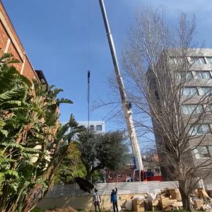 Trasplant olivera, Barcelona